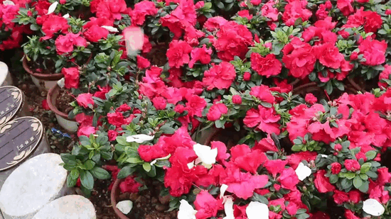 米乐|米乐·M6(中国大陆)官方网站