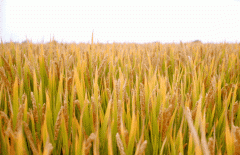 稻谷飘香迎有年|米乐m6生产基地奏响丰收乐章